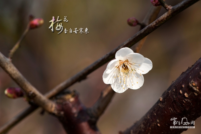 梅花香自苦寒来