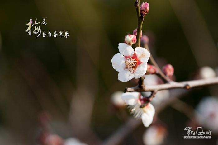 梅花香自苦寒来