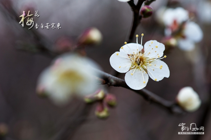 梅花香自苦寒来