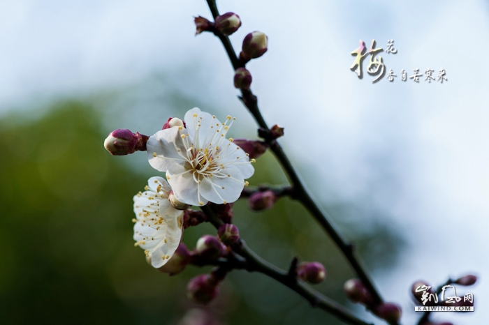 梅花香自苦寒来