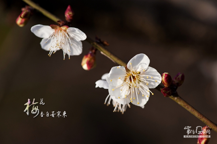 梅花香自苦寒来