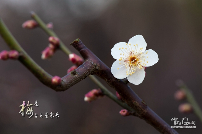 梅花香自苦寒来