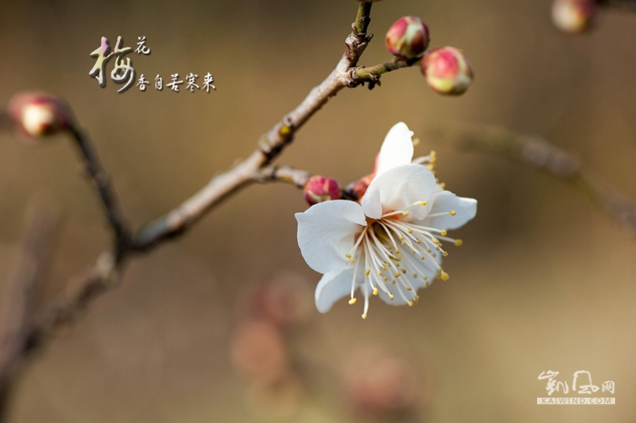梅花香自苦寒来