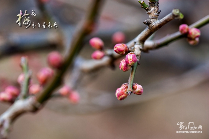 梅花香自苦寒来