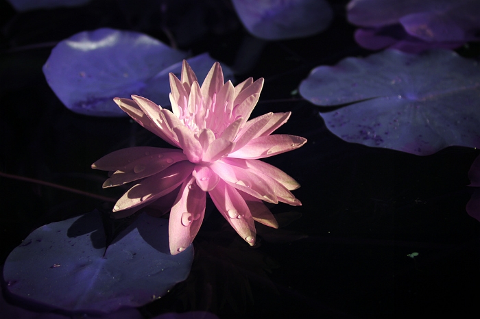 常言说“梨花带雨”，带着晨露的睡莲同样别有风姿