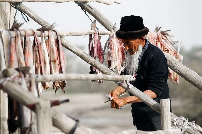 新疆冬季酷寒，捕鱼不易。在天气不太冷的时候，罗布人捕捉大量的鱼，杀净后晒干，供长期食用。