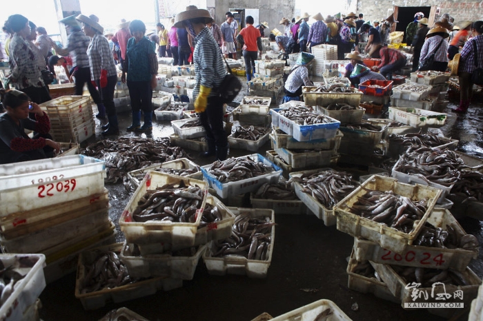 各种各样的海鱼摆满了市场，弥漫着浓浓的鱼腥味