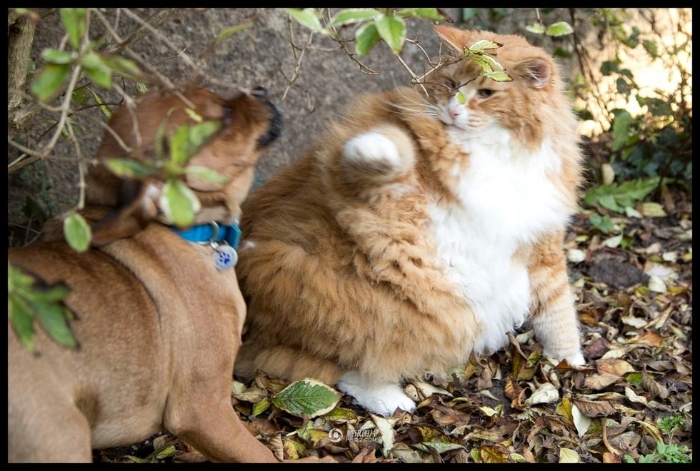 英国最胖猫咪迎来狗狗“健身教练”