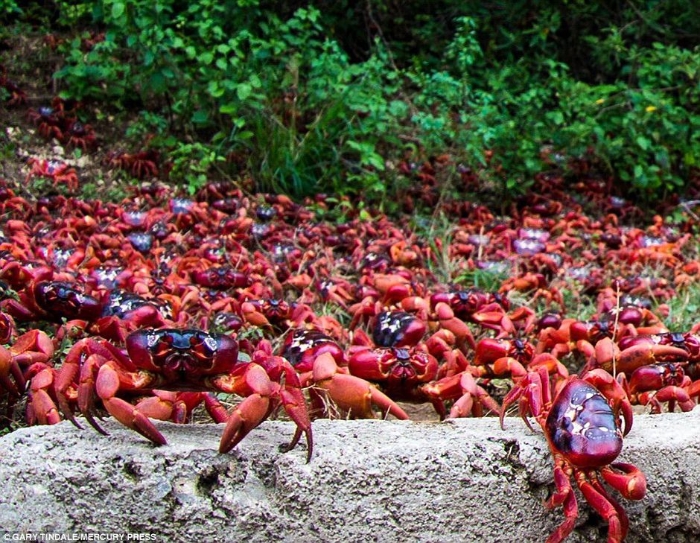 圣诞岛红蟹大迁徙 公路“深陷”红色海洋