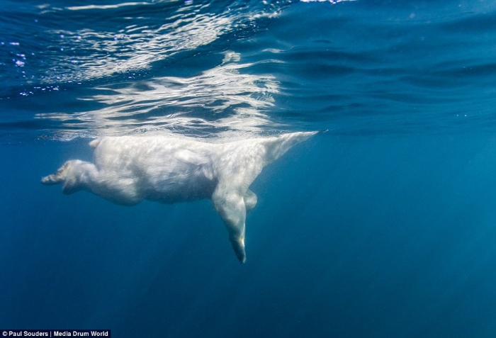 摄影师记录北极熊学习长距离游泳过程