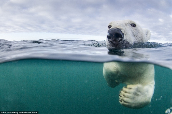 摄影师记录北极熊学习长距离游泳过程