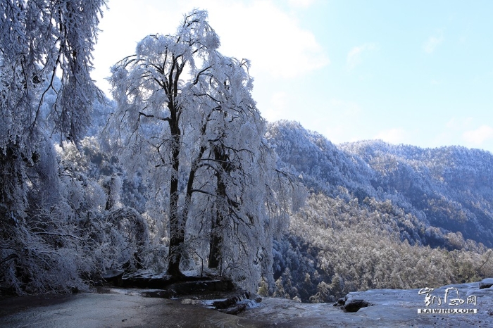 冰雪笼罩的树木婉如一个清丽脱俗的少女。