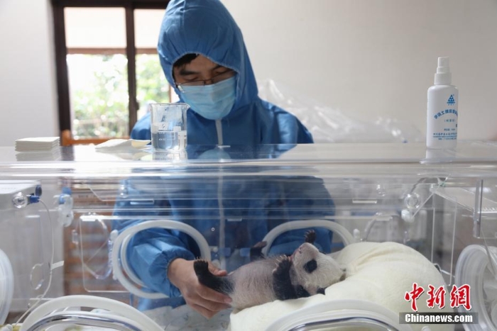 上海龙凤双胞胎熊猫宝宝满月 一起做体检