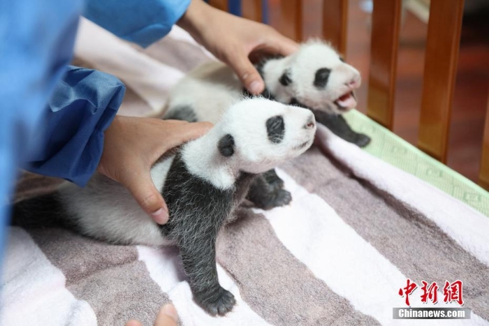 上海龙凤双胞胎熊猫宝宝满月 一起做体检