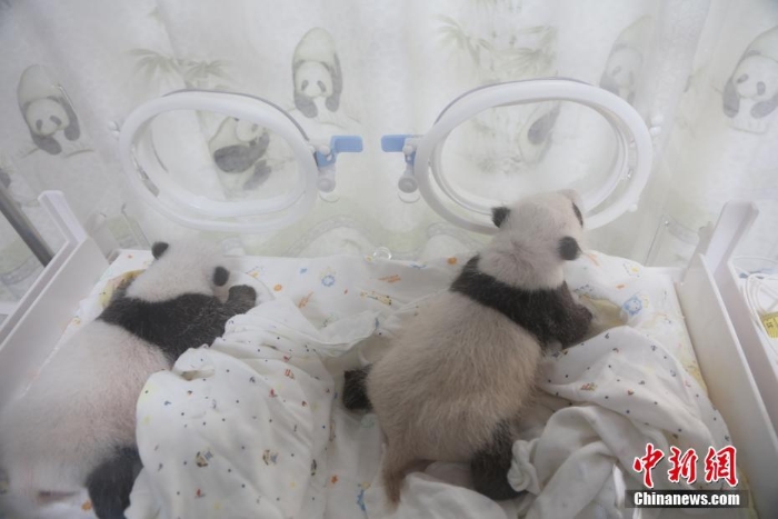 上海龙凤双胞胎熊猫宝宝满月 一起做体检