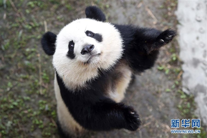 （年终报道）（6）大熊猫这一年的“网红”生活