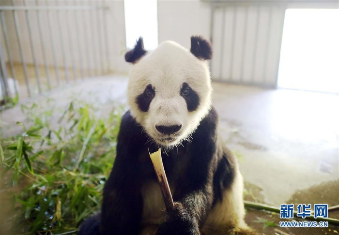 （年终报道）（10）大熊猫这一年的“网红”生活