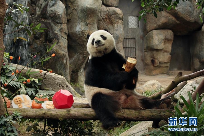 （社会）（1）香港：大熊猫乐享新春大餐