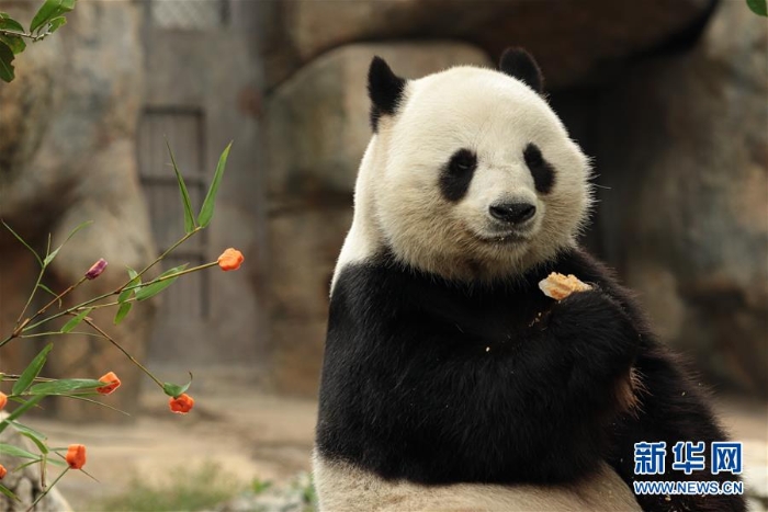 （社会）（3）香港：大熊猫乐享新春大餐