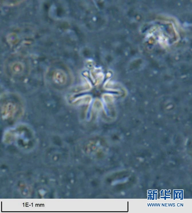 （图文互动）（3）特写：“小帅哥”的“超微世界”