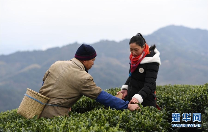 （XHDW·图文互动）（1）“茶叶＋旅游”助中国侗族民众脱贫增收