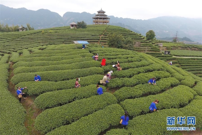 （XHDW·图文互动）（2）“茶叶＋旅游”助中国侗族民众脱贫增收