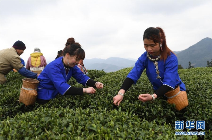 （XHDW·图文互动）（3）“茶叶＋旅游”助中国侗族民众脱贫增收