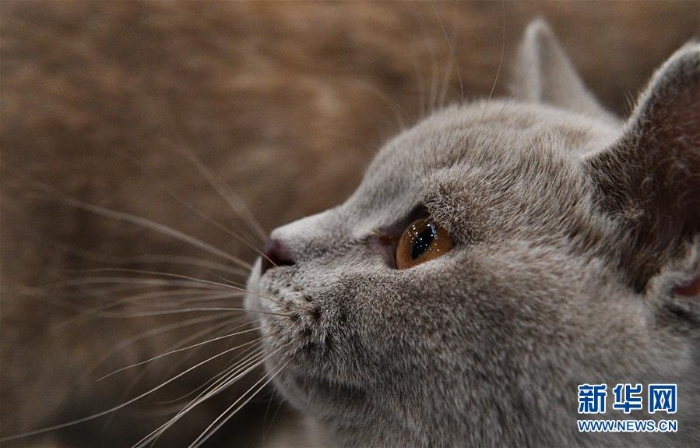 [8]（外代二线）莫斯科国际宠物猫展