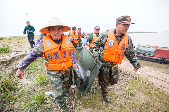 3月16日，工作人员在鄱阳湖都昌水域转运江豚。