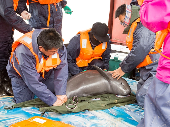 3月16日，中科院水生生物研究所工作人员在鄱阳湖都昌水域对江豚进行体检。