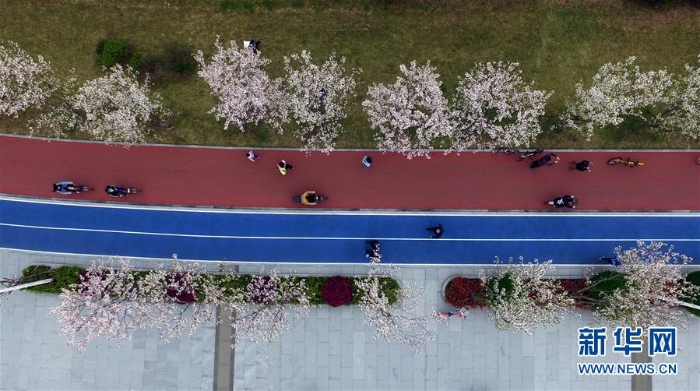 （春季美丽生态）（1）1800株樱花绽放杭州钱塘江畔“最美跑道”