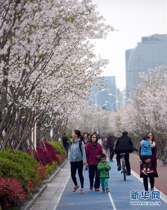 （春季美丽生态）（2）1800株樱花绽放杭州钱塘江畔“最美跑道”