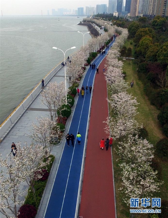 （春季美丽生态）（4）1800株樱花绽放杭州钱塘江畔“最美跑道”