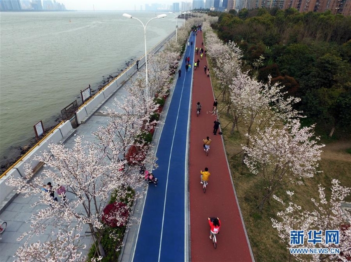 （春季美丽生态）（3）1800株樱花绽放杭州钱塘江畔“最美跑道”