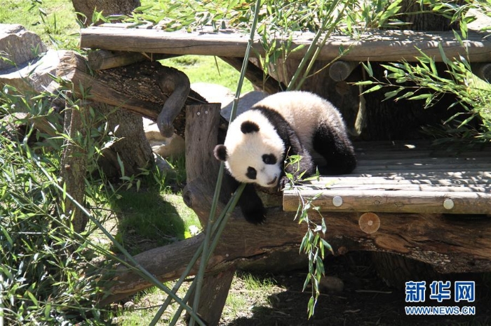 （国际）（1）马德里动物园的大熊猫“竹莉娜”首次与观众正式见面