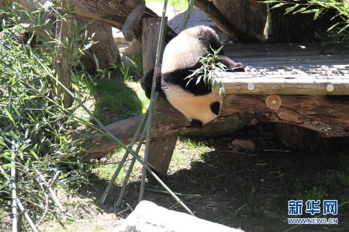 （国际）（2）马德里动物园的大熊猫“竹莉娜”首次与观众正式见面