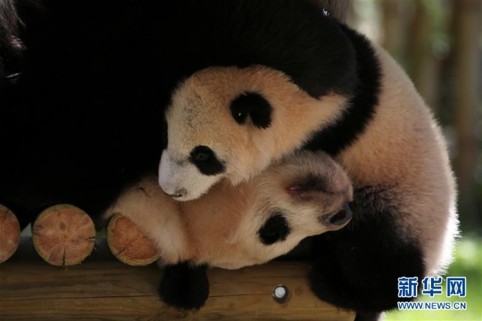 [2]（外代二线）马德里动物园的大熊猫“竹莉娜”首次与观众正式见面