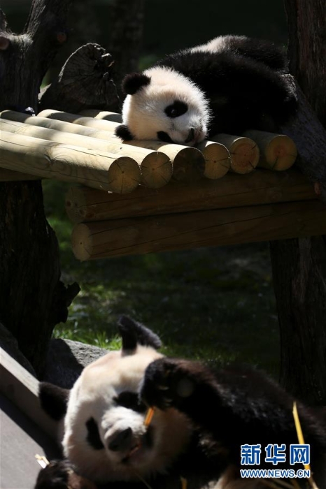 [3]（外代二线）马德里动物园的大熊猫“竹莉娜”首次与观众正式见面