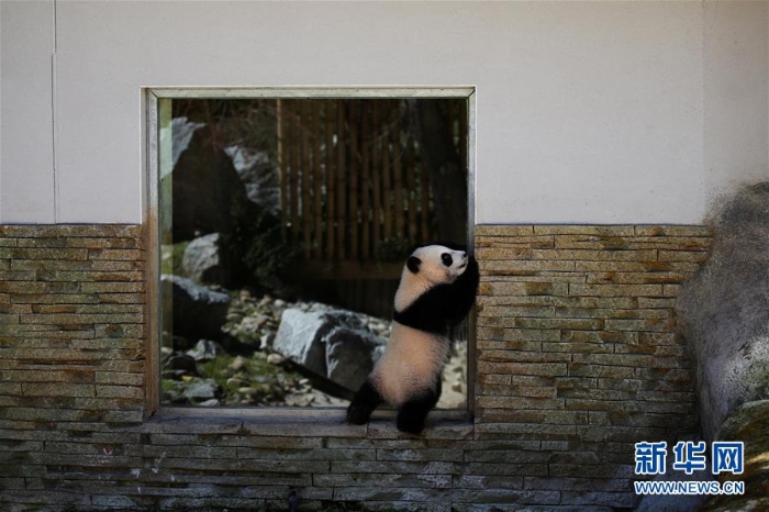 [4]（外代二线）马德里动物园的大熊猫“竹莉娜”首次与观众正式见面
