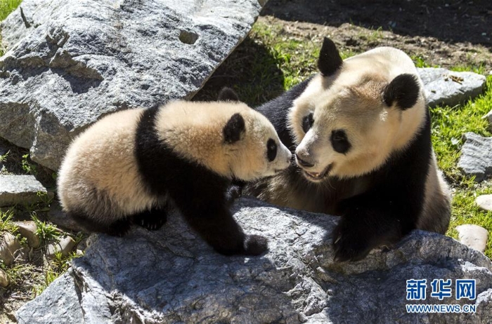 [6]（外代二线）马德里动物园的大熊猫“竹莉娜”首次与观众正式见面