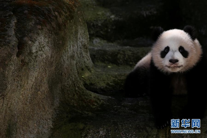 [15]（外代二线）马德里动物园的大熊猫“竹莉娜”首次与观众正式见面