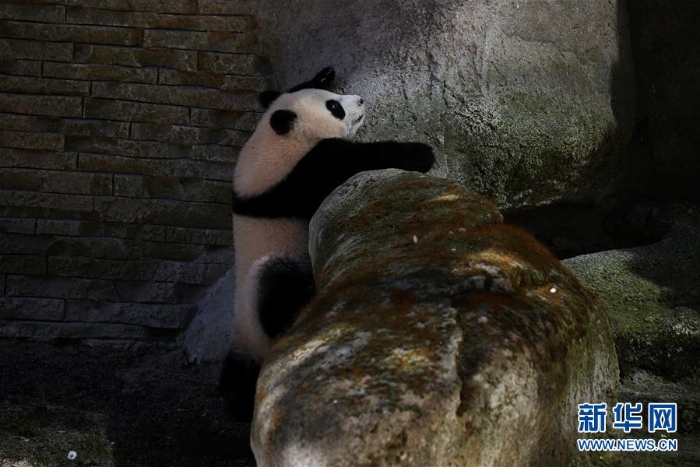 [5]（外代二线）马德里动物园的大熊猫“竹莉娜”首次与观众正式见面