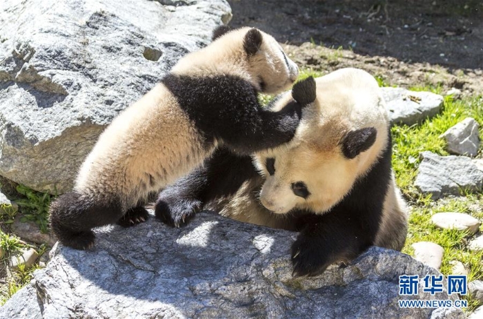 [16]（外代二线）马德里动物园的大熊猫“竹莉娜”首次与观众正式见面