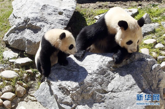 [11]（外代二线）马德里动物园的大熊猫“竹莉娜”首次与观众正式见面