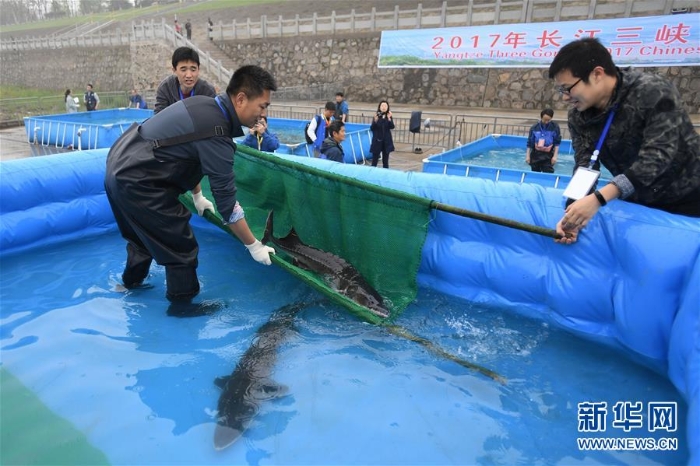 （环境）（3）500尾大规格全人工繁殖子二代中华鲟放流长江