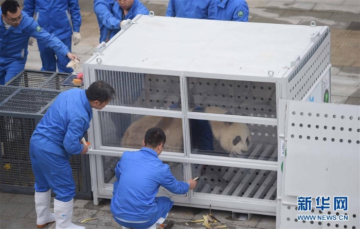 （社会）（2）大熊猫 “星雅”“武雯”赴荷兰参加科研合作