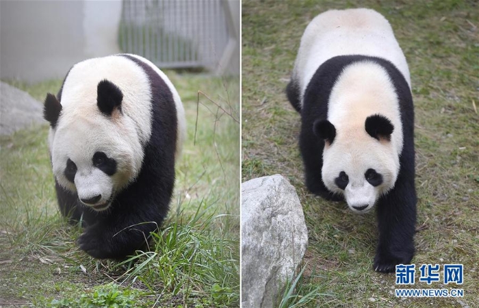 （社会）（4）大熊猫 “星雅”“武雯”赴荷兰参加科研合作