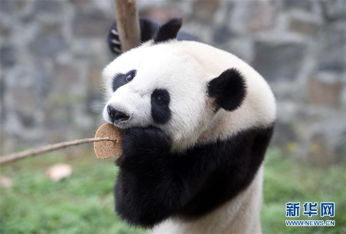（社会）（7）大熊猫 “星雅”“武雯”赴荷兰参加科研合作