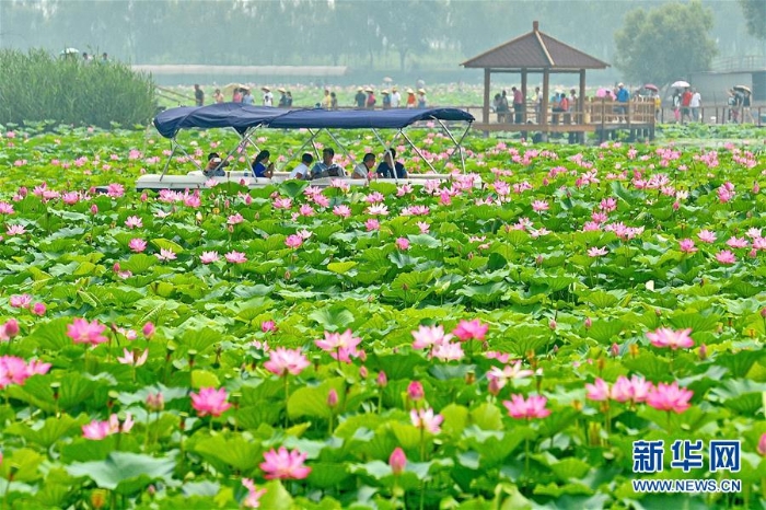 （图文互动）（3）一淀芦苇一淀金——雄安新区踏访记