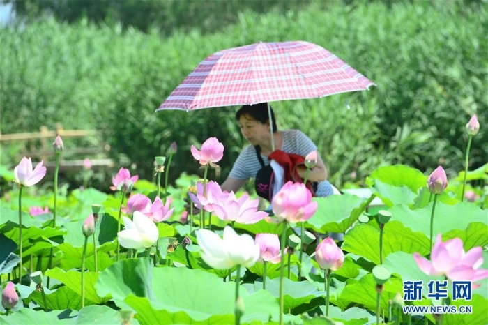 （图文互动）（9）一淀芦苇一淀金——雄安新区踏访记